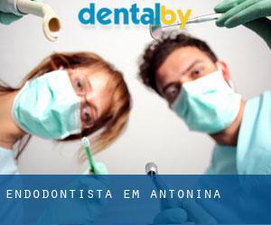 Endodontista em Antonina
