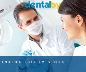 Endodontista em Sengés